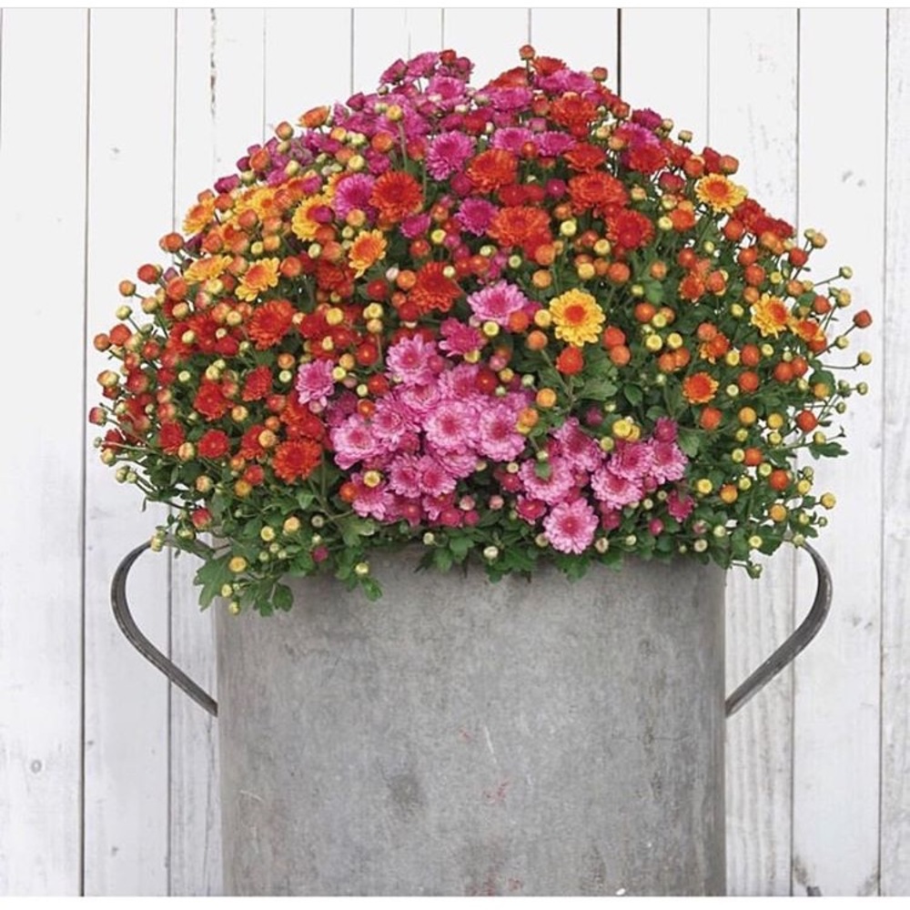 Meet your Posher, Rosalind